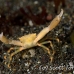 crab_coral_crowned_bb_h_1629_alo3728.jpg
